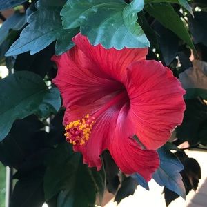 Meet your Posher, Robin